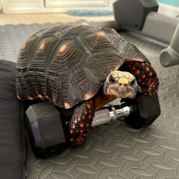 Meet your Posher, Gina - Picture 3 of 17